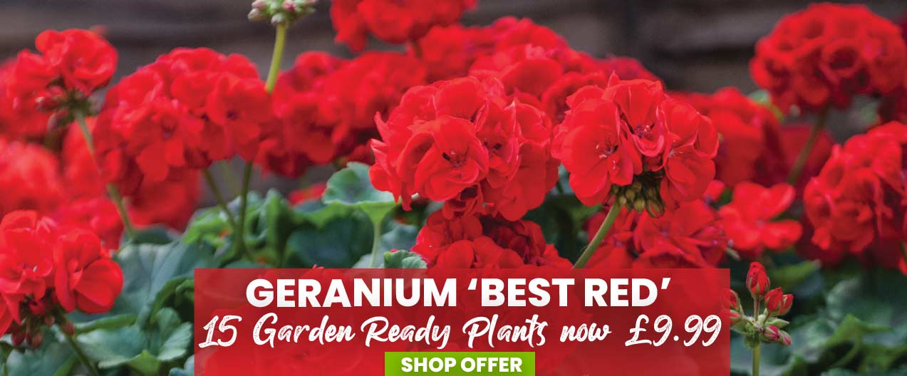 Geranium 'Best Red' F1 Hybrid