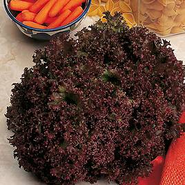 Lettuce Lollo Rossa - Seeds