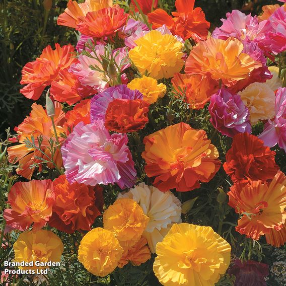 Poppy Californian 'XL Jelly Beans' - Seeds