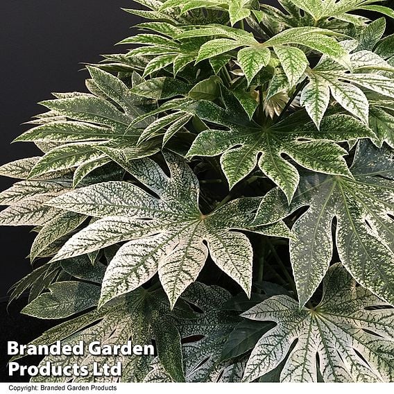 Fatsia japonica 'Spiders Web' (Tsumugi-shibori)