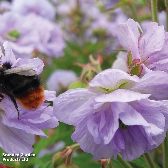 Geranium pratense 'Cloud Nine'