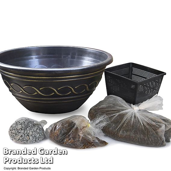 Water Lily Tricolour + Pond Basket + Black and Gold Bowl