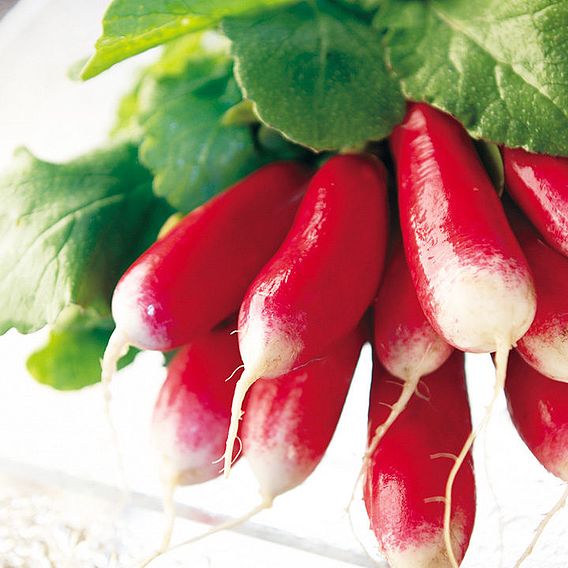Radish 'French Breakfast 3' - Seeds