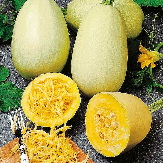 Squash 'Pasta Plant (Vegetable Spaghetti)' - Seeds